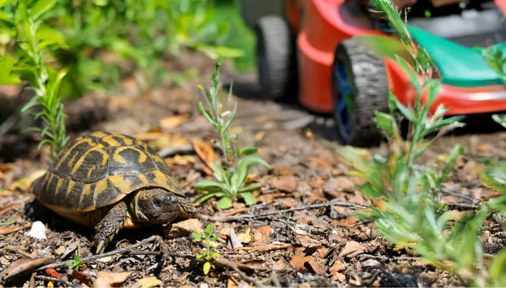La LPO PACA et la SOPTOM engagent un recours pour la préservation d’espèces en déclin et présentant un enjeu spécifique au sein du département du Var